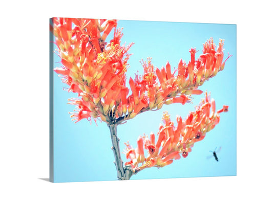 Ocotillo Wildflower with Bumble Bee as Arizona Desert Nature Photo