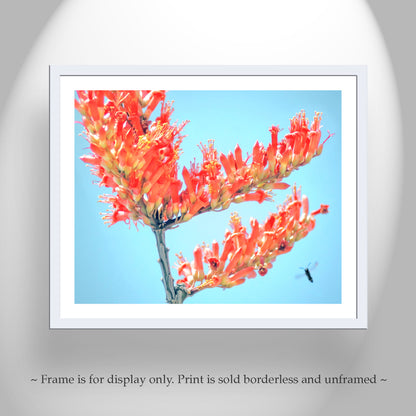 Ocotillo Wildflower with Bumble Bee as Arizona Desert Nature Photo