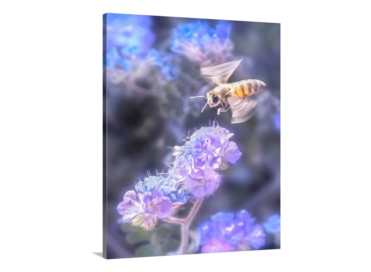 Canvas print of a bee on a flower with a blue and purple abstract background. Bee Nature Art Print with Tucson Arizona Desert Phacelia Wildflower