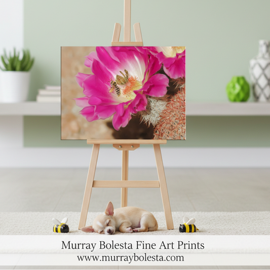 Canvas print of a pink cactus flower with a bee on a beige background by Murray Bolesta