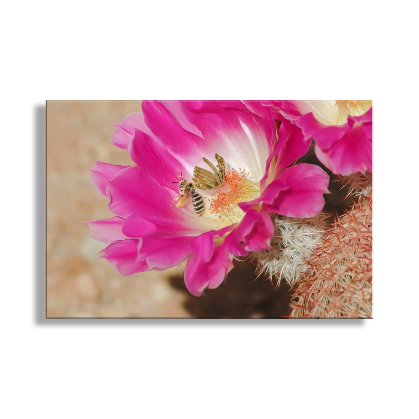 Bee Photograph with Cactus Flower in Southern Arizona Desert