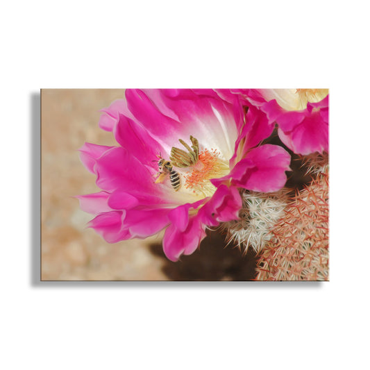 Bee Photograph with Cactus Flower in Southern Arizona Desert