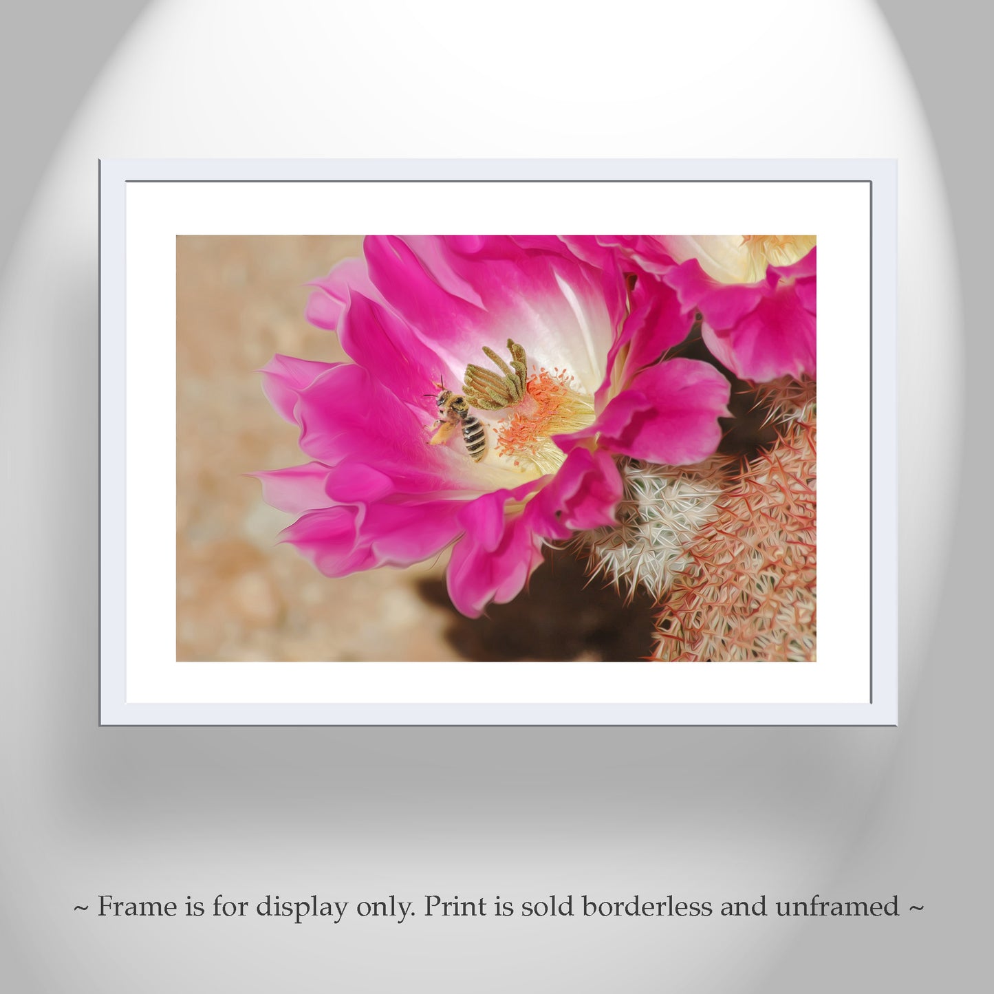 Bee Photograph with Cactus Flower in Southern Arizona Desert