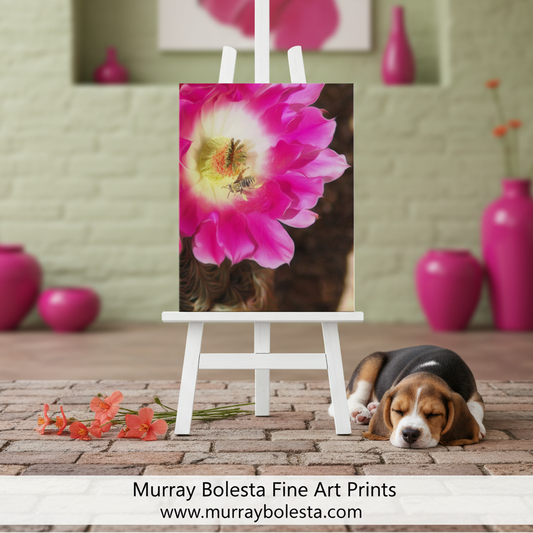 Close-up of a pink cactus flower with a bee on a white background. Bee and Cactus Flower Nature Wall Decor in Southwest USA Desert by Murray Bolesta