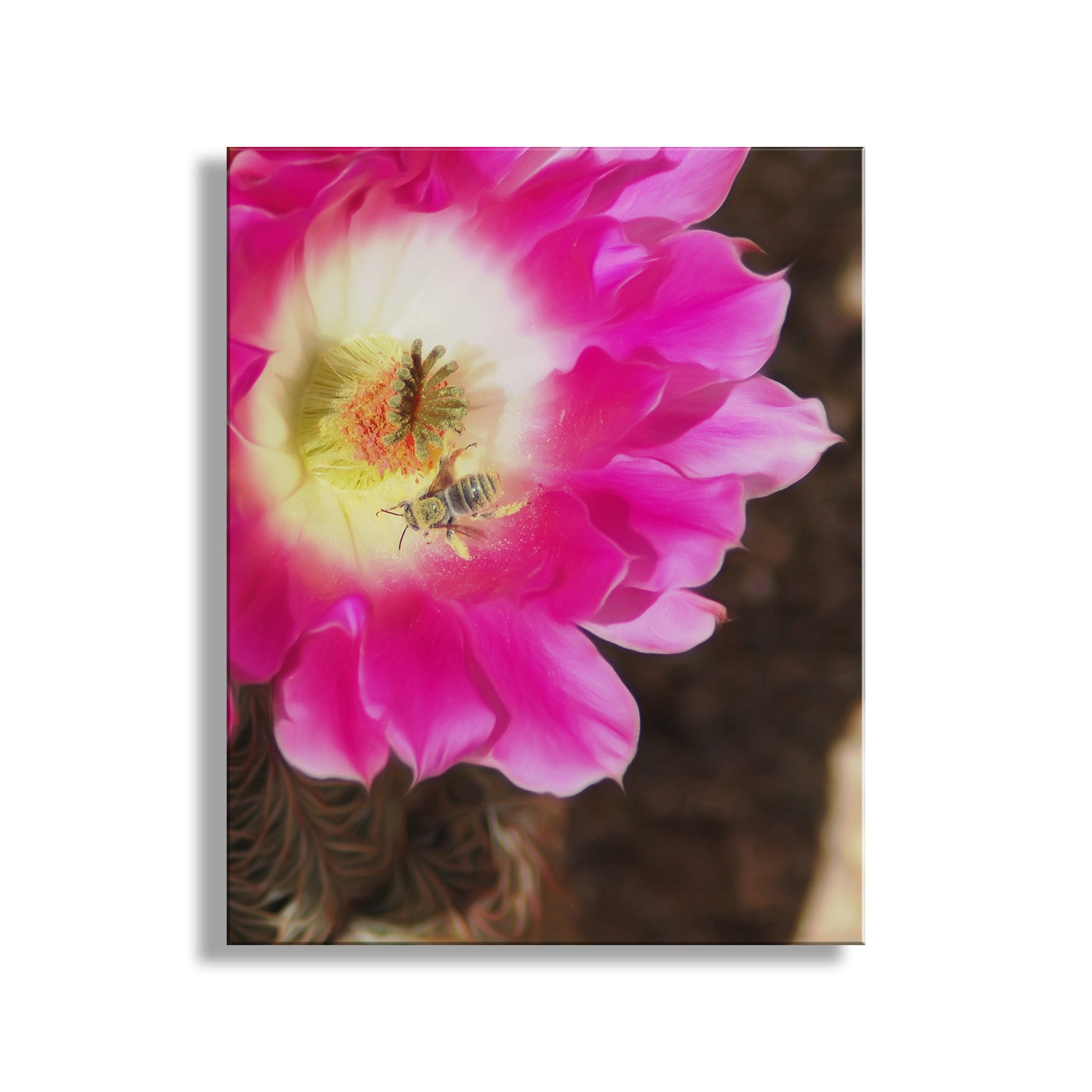 Close-up of a pink cactus flower with a bee on a white background. Bee and Cactus Flower Nature Wall Decor in Southwest USA Desert