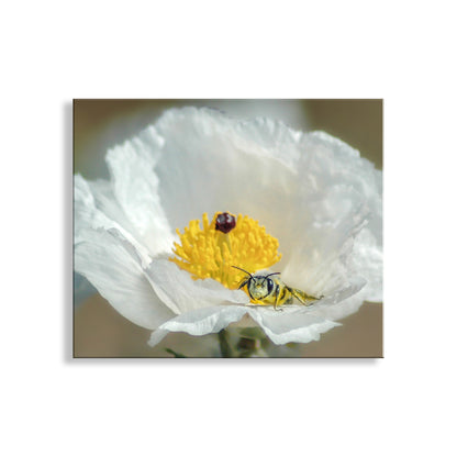 White flower with a yellow center and a bee on a white background. Bumble Bee on Prickly Poppy Flower | Fine Art Desert Nature Photo