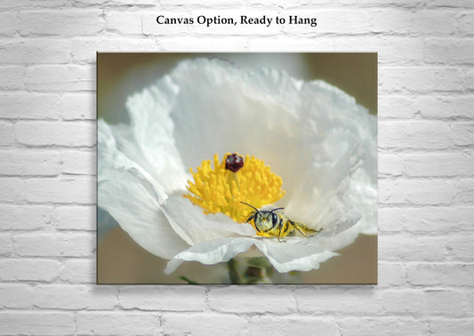 Bumble Bee on Prickly Poppy | Fine Art Arizona Desert Nature Print
