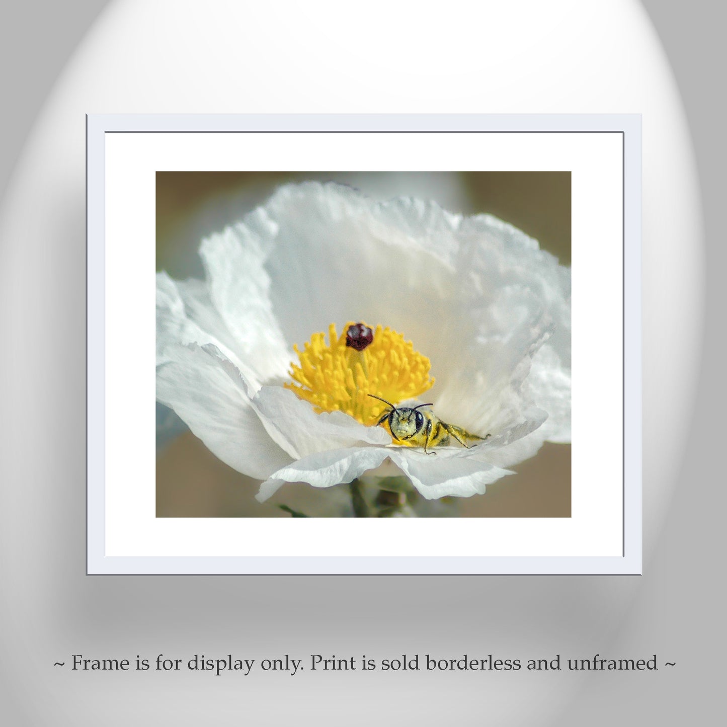 Bumble Bee on Prickly Poppy | Fine Art Arizona Desert Nature Print