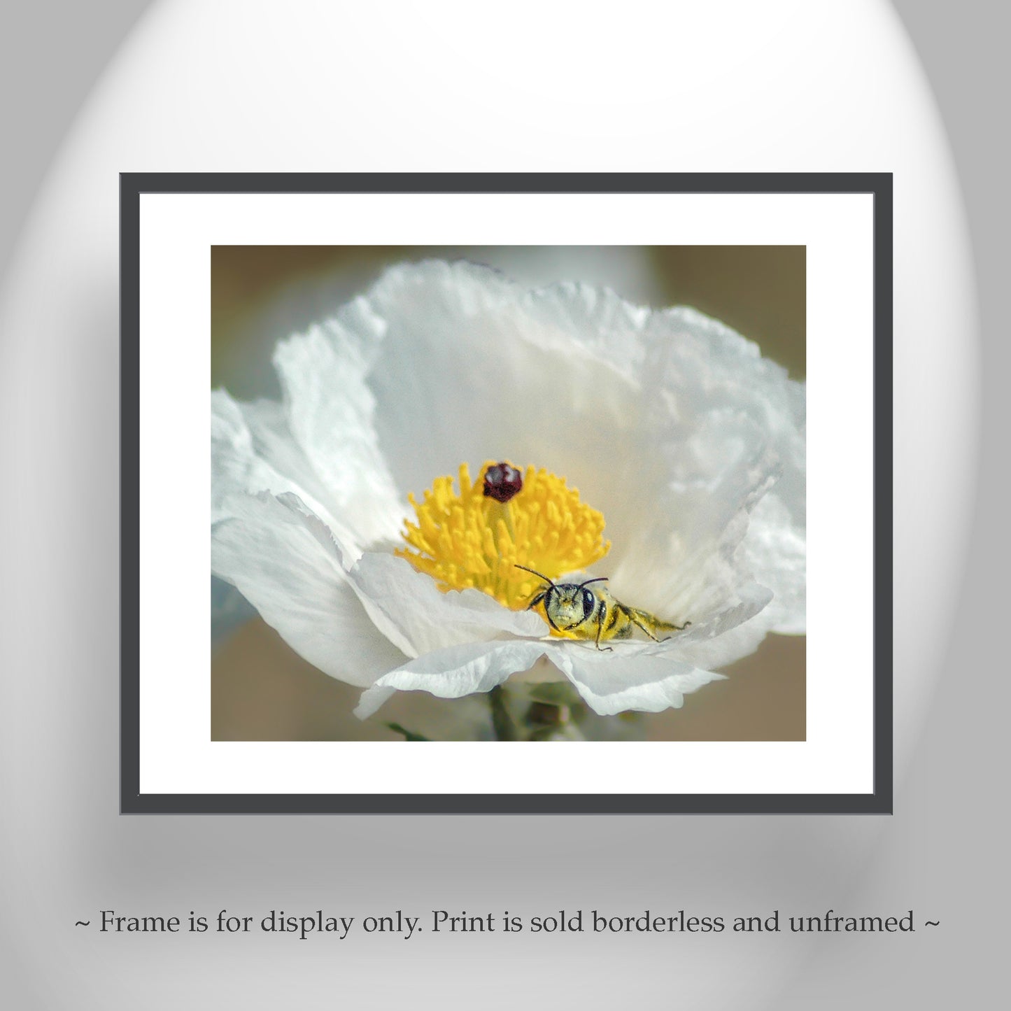 Bumble Bee on Prickly Poppy | Fine Art Arizona Desert Nature Print