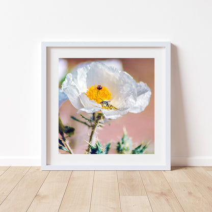 Tucson Arizona Wildflower Art with Prickly Poppy and Sonoran Bumble Bee