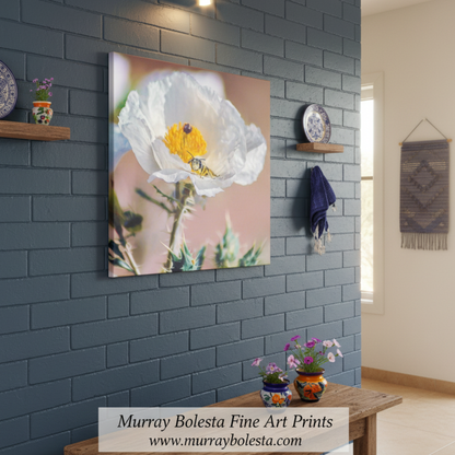 Close-up of a white flower with a bee on a blurred background. Tucson Arizona Wildflower Art with Prickly Poppy and Sonoran Bumble Bee by Murray Bolesta