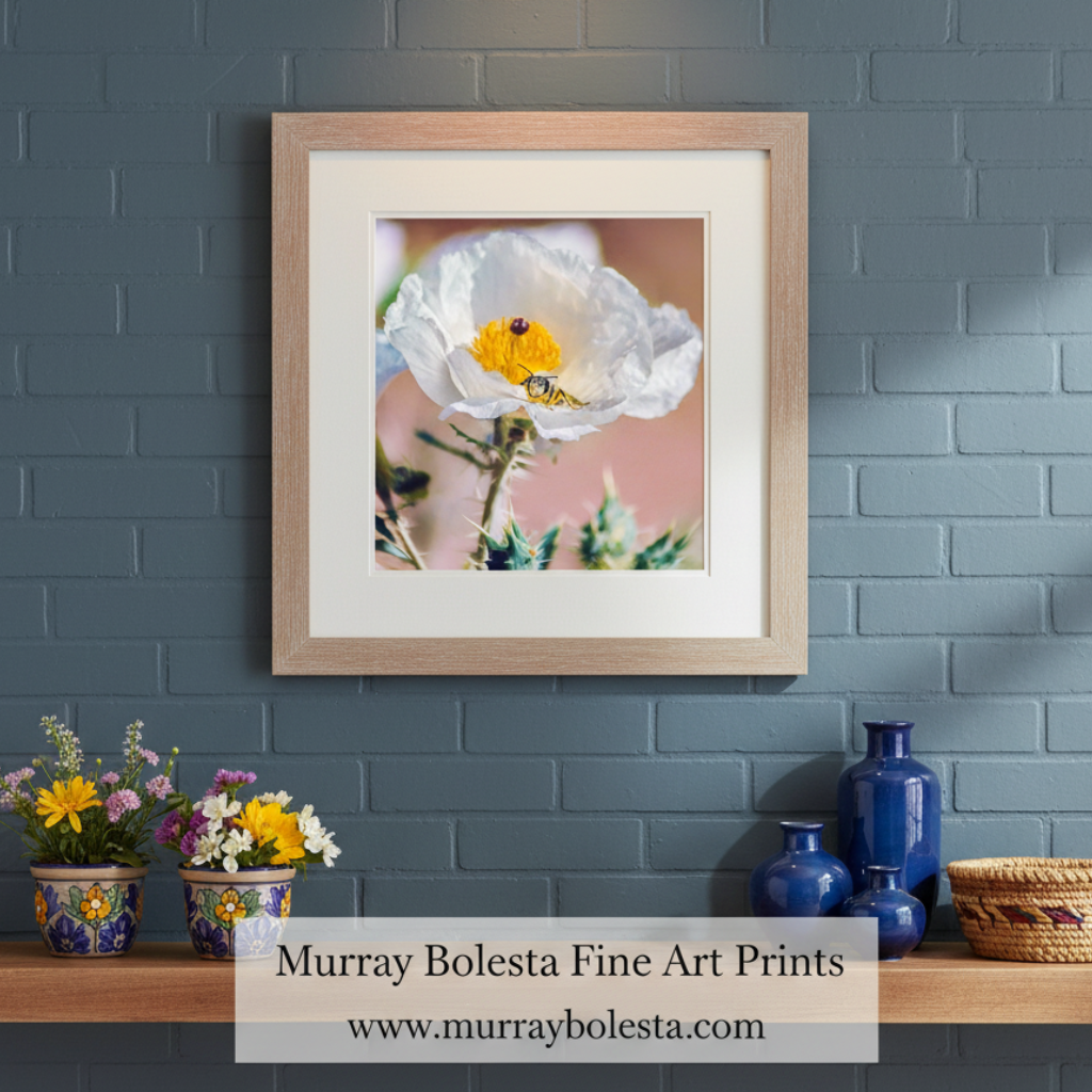 Close-up of a white flower with a bee on a blurred background. Tucson Arizona Wildflower Art with Prickly Poppy and Sonoran Bumble Bee by Murray Bolesta