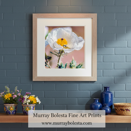 Close-up of a white flower with a bee on a blurred background. Tucson Arizona Wildflower Art with Prickly Poppy and Sonoran Bumble Bee by Murray Bolesta