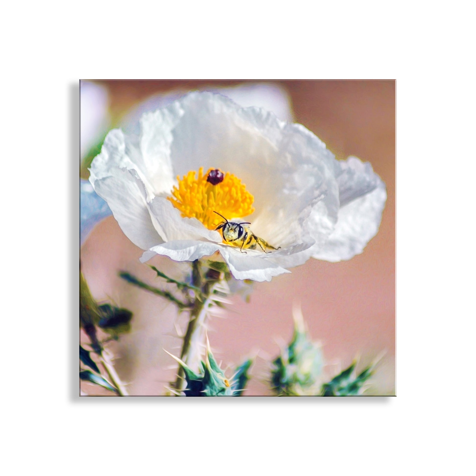 Close-up of a white flower with a bee on a blurred background. Tucson Arizona Wildflower Art with Prickly Poppy and Sonoran Bumble Bee