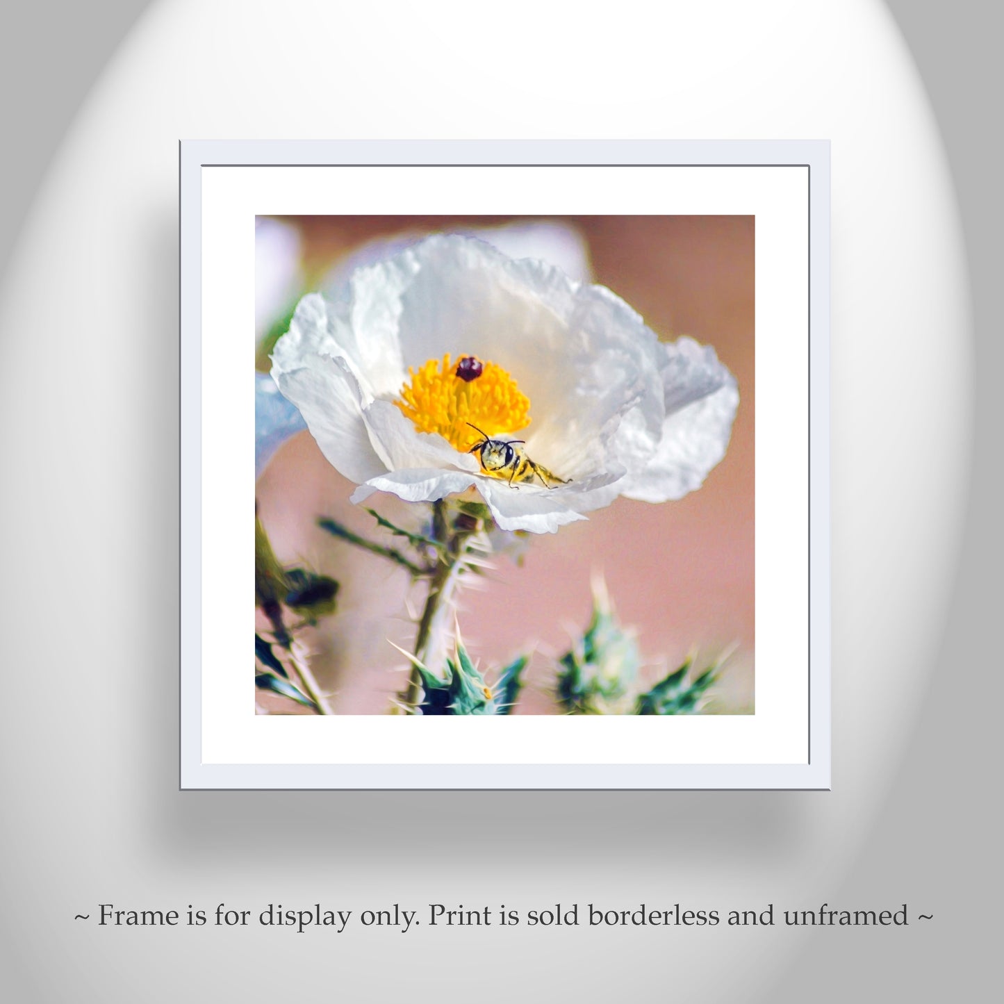 Tucson Arizona Wildflower Art with Prickly Poppy and Sonoran Bumble Bee