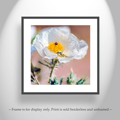 Tucson Arizona Wildflower Art with Prickly Poppy and Sonoran Bumble Bee