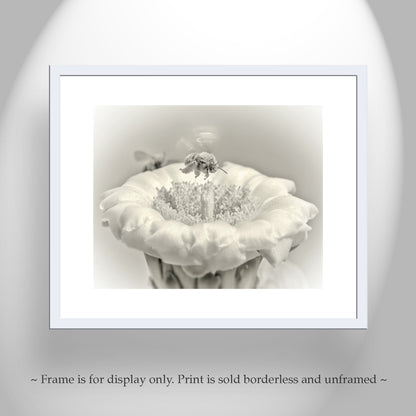 Cactus Flower and Bumble Bee Nature Art in Arizona Desert