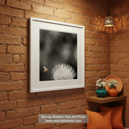 Bee approaching a white flower against a black background. Arizona Thistle Flower & Bumble Bee Black & White Minimalist Art Print by Murray Bolesta