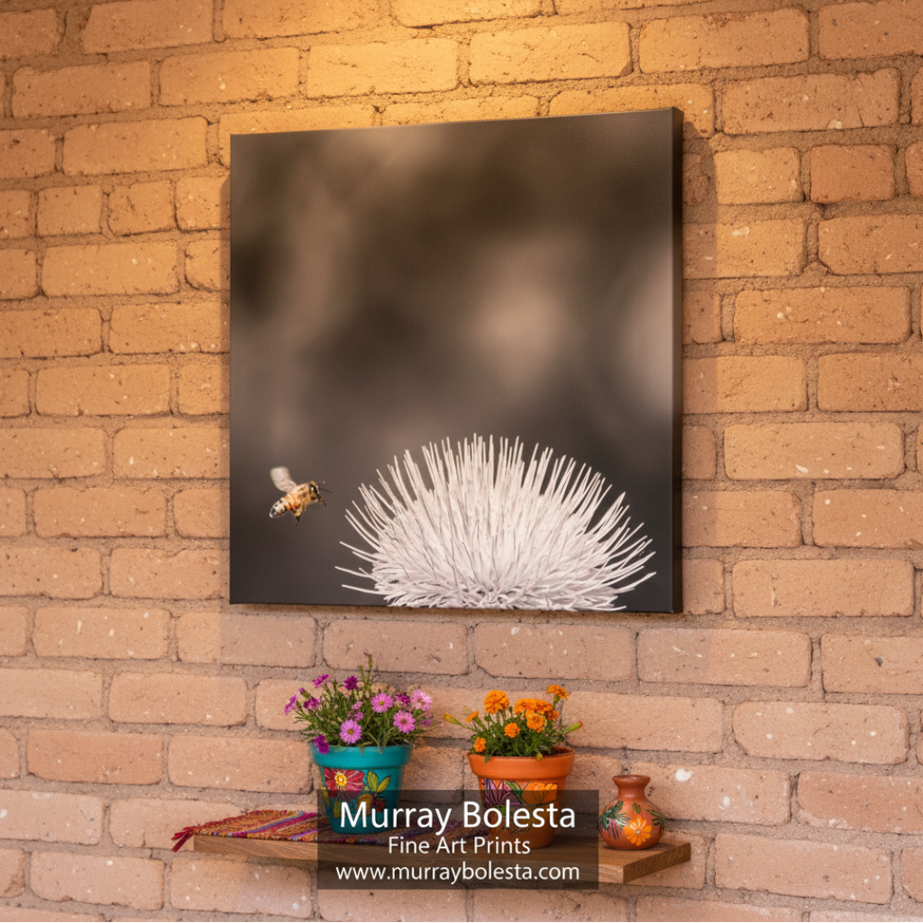 Bee approaching a white flower against a black background. Arizona Thistle Flower & Bumble Bee Black & White Minimalist Art Print by Murray Bolesta