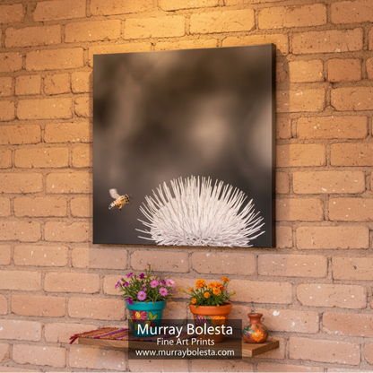Bee approaching a white flower against a black background. Arizona Thistle Flower & Bumble Bee Black & White Minimalist Art Print by Murray Bolesta