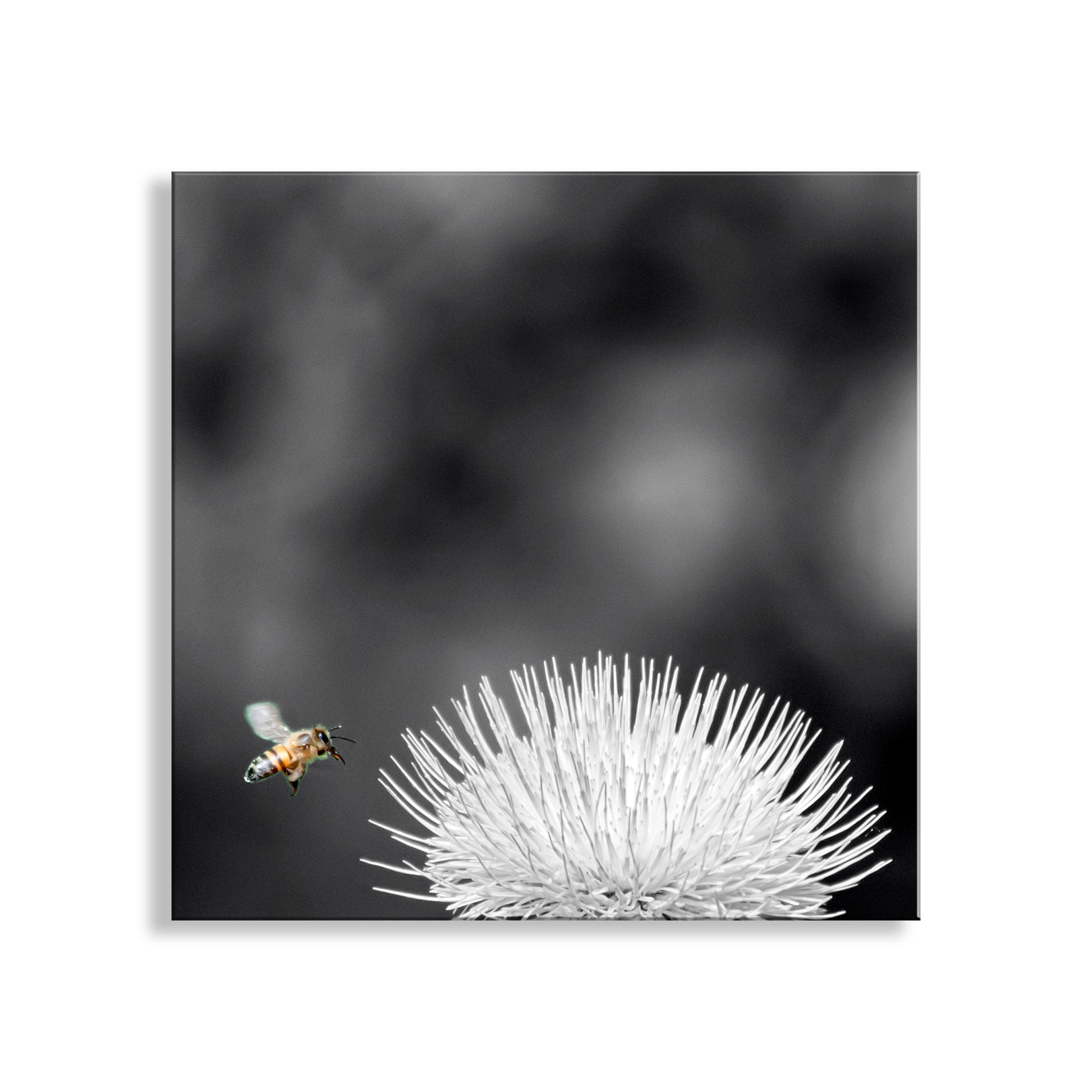 Bee approaching a white flower against a black background. Arizona Thistle Flower & Bumble Bee Black & White Minimalist Art Print