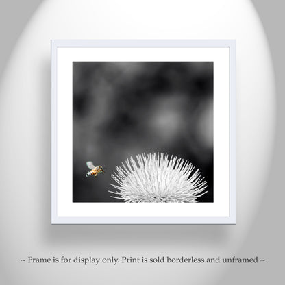 Arizona Thistle Flower & Bumble Bee Black & White Minimalist Art Print