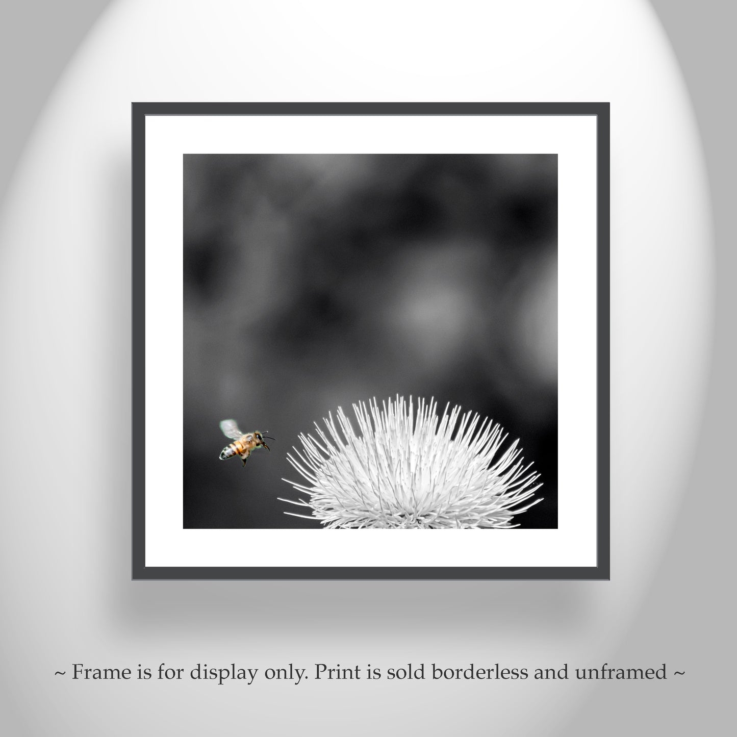 Arizona Thistle Flower & Bumble Bee Black & White Minimalist Art Print