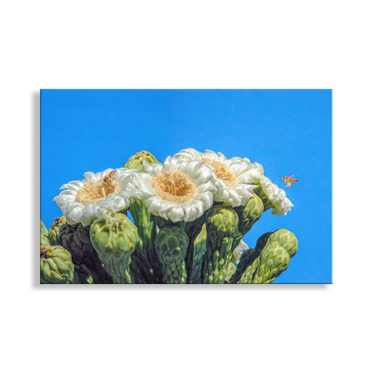 Cactus Flower with Bees in Arizona Desert as Spring Desert Decor
