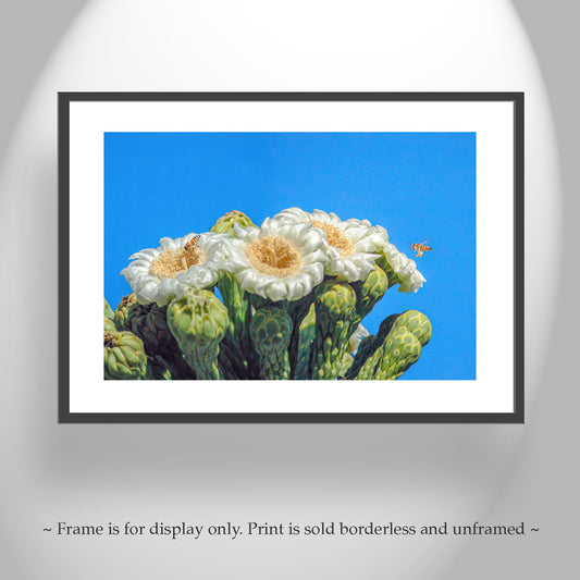Cactus Flower with Bees in Arizona Desert as Spring Desert Decor