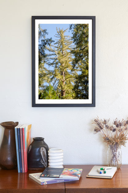Big Basin California Redwood Forest Photograph | Vertical Wall Art