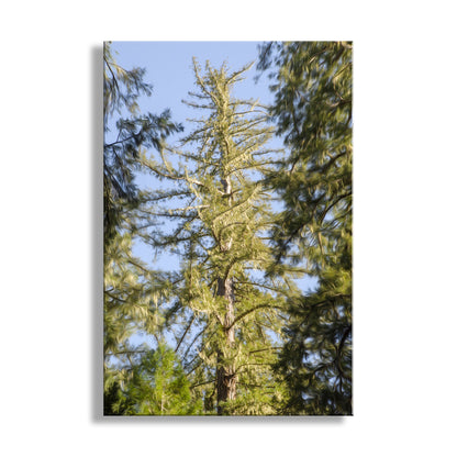 Moss hangs from a mighty redwood tree in Big Basin Redwoods State Park, California USA! Original, unique signed art by Murray Bolesta.