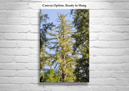 Big Basin California Redwood Forest Photograph | Vertical Wall Art