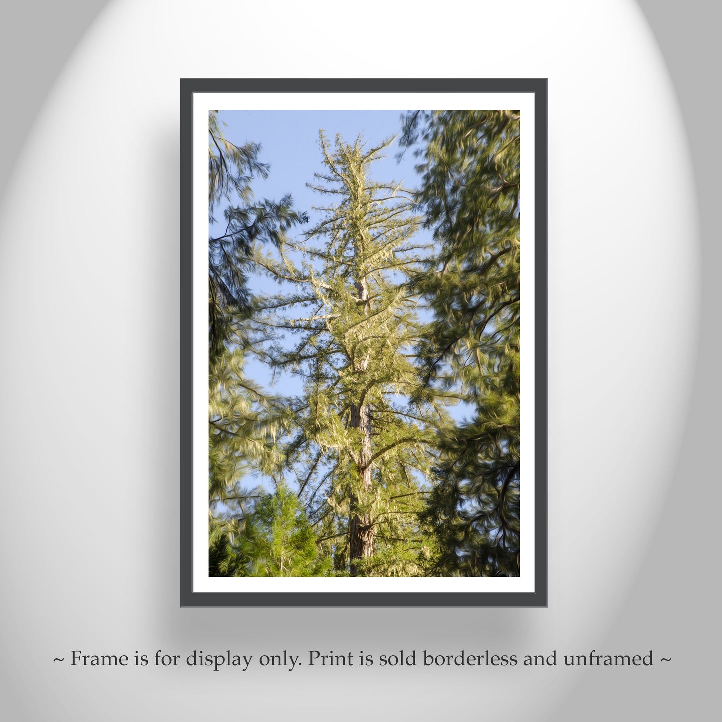 Big Basin California Redwood Forest Photograph | Vertical Wall Art