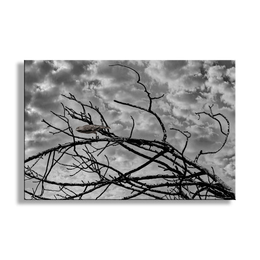 Surreal Bird Photograph with Lonely Bird in Black and White