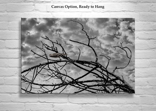 Surreal Bird Photograph with Lonely Bird in Black and White