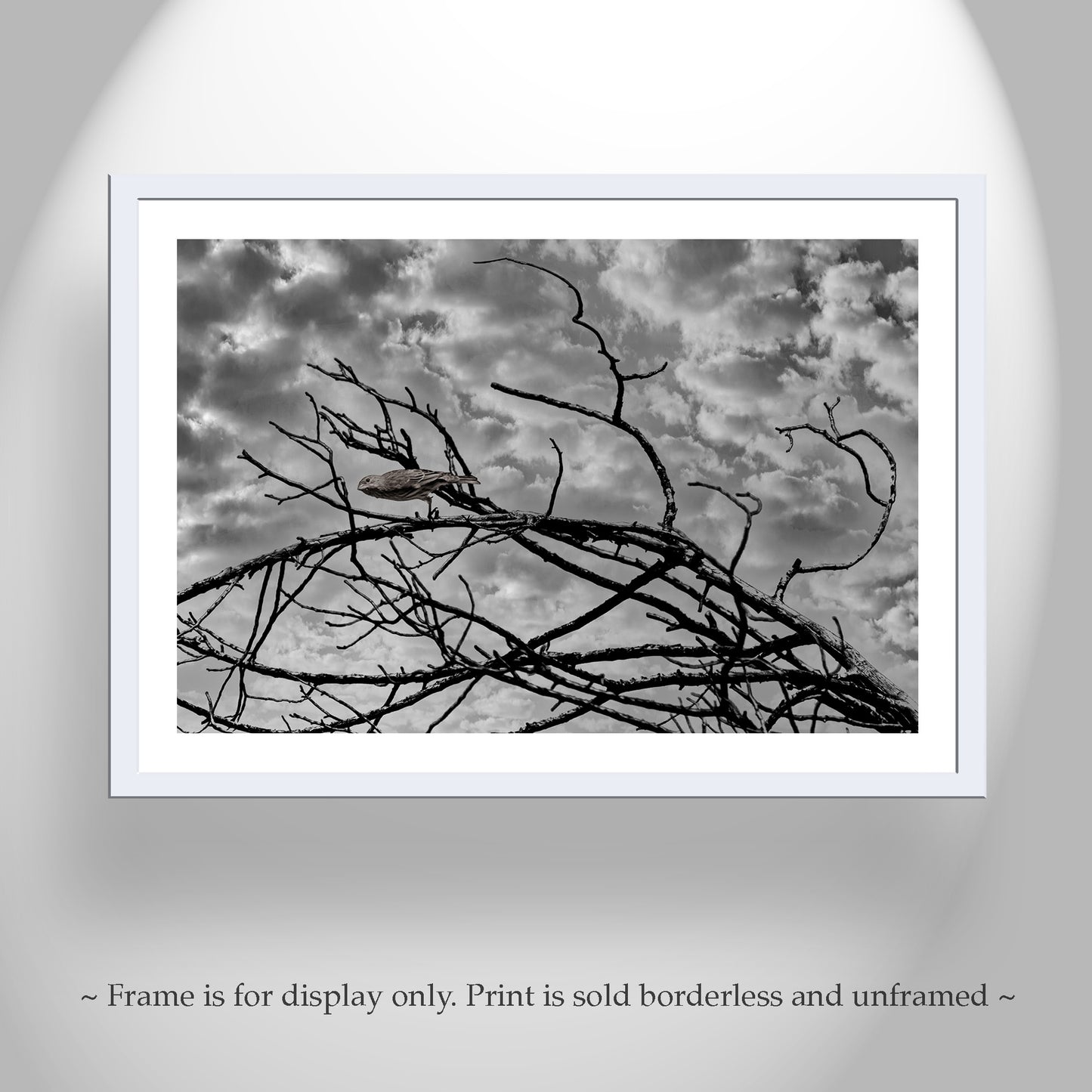 Surreal Bird Photograph with Lonely Bird in Black and White