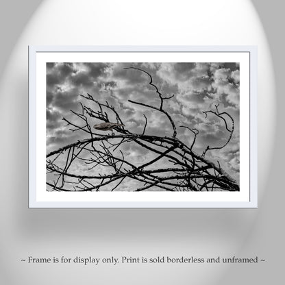 Surreal Bird Photograph with Lonely Bird in Black and White