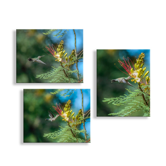 Flying Hummingbirds Set of 3 Prints Gallery Wall Art Set