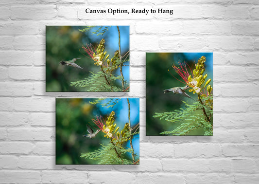 Flying Hummingbirds Set of 3 Prints Gallery Wall Art Set