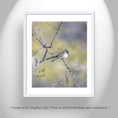 Sparrow Bird Art Elegant Nature Wall Print for Home
