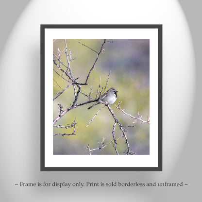 Sparrow Bird Art Elegant Nature Wall Print for Home
