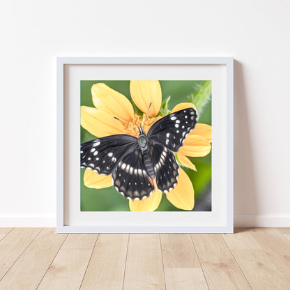 Butterfly Nature Art Print with Bright Vivid Yellow Arizona Wildflower