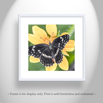 Butterfly Nature Art Print with Bright Vivid Yellow Arizona Wildflower