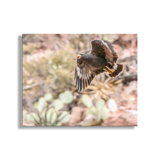 Blackhawk Bird in Flight Desert Nature Photography