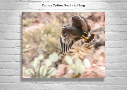 Blackhawk Bird in Flight Desert Nature Photography
