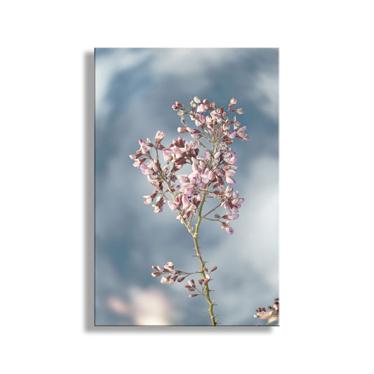 Framed artwork of a branch with pink flowers against a blurred blue sky background. Pastel Blue Flower Art Print with Arizona Desert Ironwood Tree Blossoms