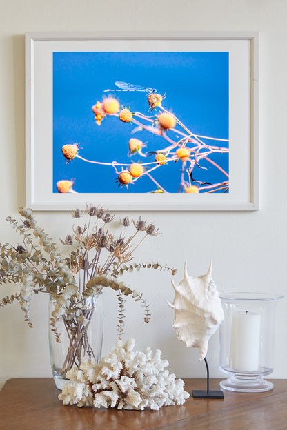 Blue Damselfly Insect Nature Photography Print as Vibrant Arizona Wall Art