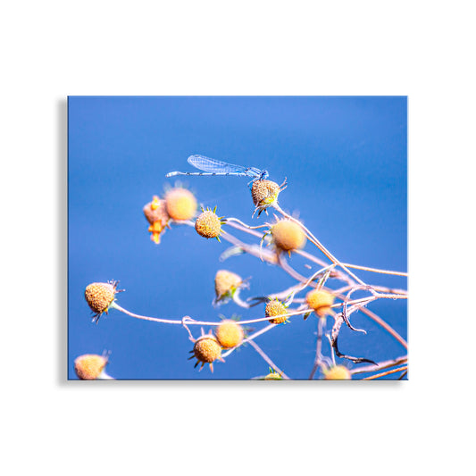 Blue Damselfly Insect Nature Photography Print as Vibrant Arizona Wall Art