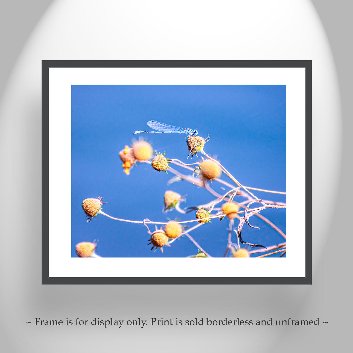 Blue Damselfly Insect Nature Photography Print as Vibrant Arizona Wall Art