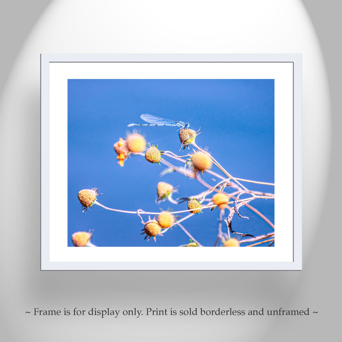 Blue Damselfly Insect Nature Photography Print as Vibrant Arizona Wall Art